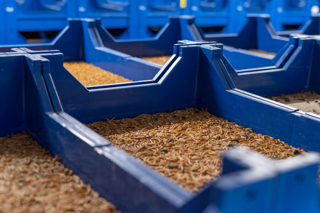 ¿Qué son y para qué sirven los tenebrios?